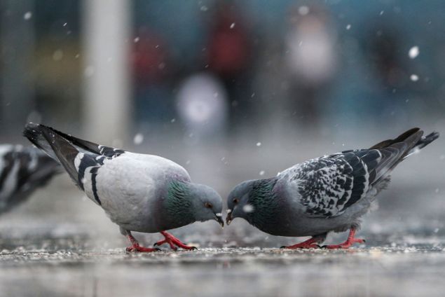 TEKRDA'DA OKULLAR TATL: Tekirda'da da etkili olan kar ya, gece yarsndan sonra ehir merkezi, Malkara, arky ve Hayrabolu ilelerinde devam ediyor.Kar ya nedeniyle Malkara ilesinin ardndan, Sleymanpaa, Muratl, arky, Saray ve Hayrabolu ilelerinde de tamal eitime ara verildi.   