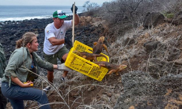 Sonunda ekolojik yeniden tesis programn devreye sokan Galapagos Doal Park yetkilileri, Kuzey Seymour Adas'ndan devirdikleri 1436 kara iguanasn Santiago Adas'na sald.   