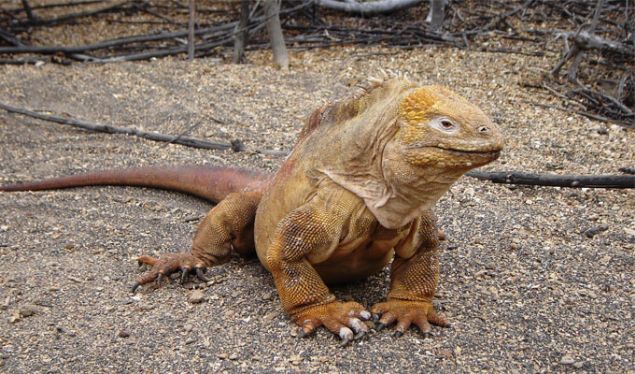 Ekvador sahiline 1000 km mesafedeki Galapagos, ei benzeri olmayan yaban hayat ve bitki rtsyle dnyann en krlgan ekosistemlerinden birine sahip.   