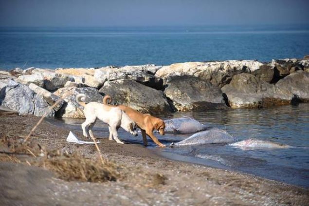 Edinilen bilgiye gre, sabah saatlerinde Karacabey Belediyesi ekipleri, sahilde yaptklar rutin kontrollerde karaya vurmu 6 orkinos bal ls ile karlat  