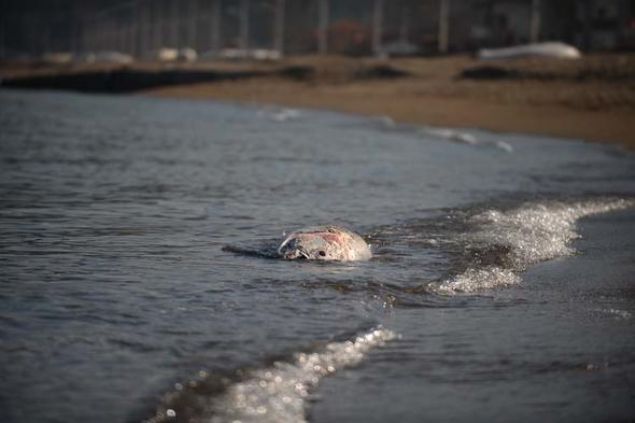 Bunun zerine harekete geen ekipler, yaptklar geni apl aramada denizde de bir le grd. Denizde grlen balk ls kaybolurken, karaya vuran 6 orkinos ise Karacabey Belediyesi ekipleri tarafndan gmld. 400-500 kilouk balklarn kyya vurma sebebi aratrlyor.  