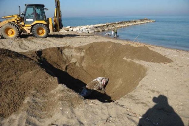 Mehmet Sevin, Kaak balklar tarafndan yakalanm olabilir. Bu balklar ok deerli. Orkinosun sar kuyruk eidi. Bu bal avlanmak Marmara Denizinde yasak. Bu balklarn cssesi 400 ila 600 kilo arasnda deiir. 7 tane karaya vuran balk grdm. lerleyen zamanlarda daha ok grlmesinden endie ediyoruz dedi.    