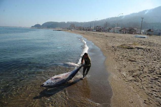 te yandan Karacabey Tarm ve Orman Mdrl ekipleri de incelemelerde bulundu. Bu tr balklarn Marmara Deniz'nde nadir grld renildi.    