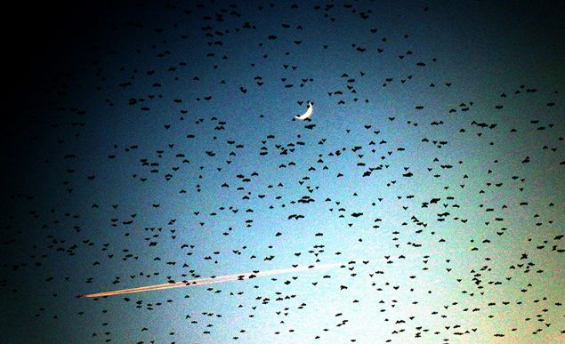 Krklareli'nde srck kularnn grsel leni, izleyenleri hayran brakt.    