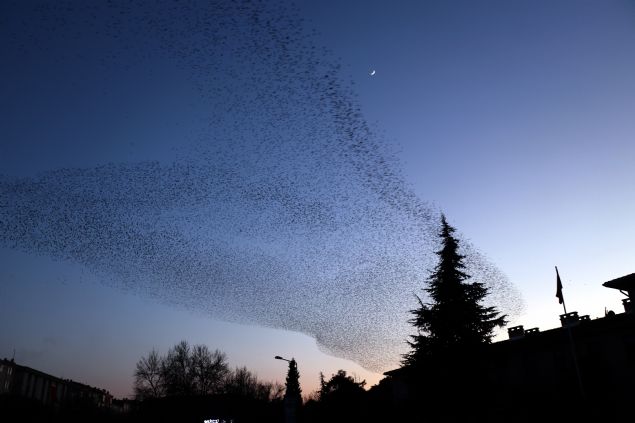 Daha nce byle bir ku topluluuna hi denk gelmediini ifade eden aml, kular cep telefonlaryla da kaydettiklerini dile getirdi.          