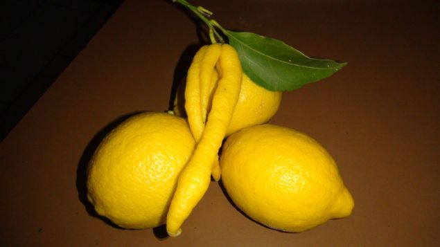 Limonu gren herkes ok arrken, daha sonra limonun biber mi, yoksa limon mu olduuna kendisi de inanamad iin ziraat mhendisine gsterdi. 