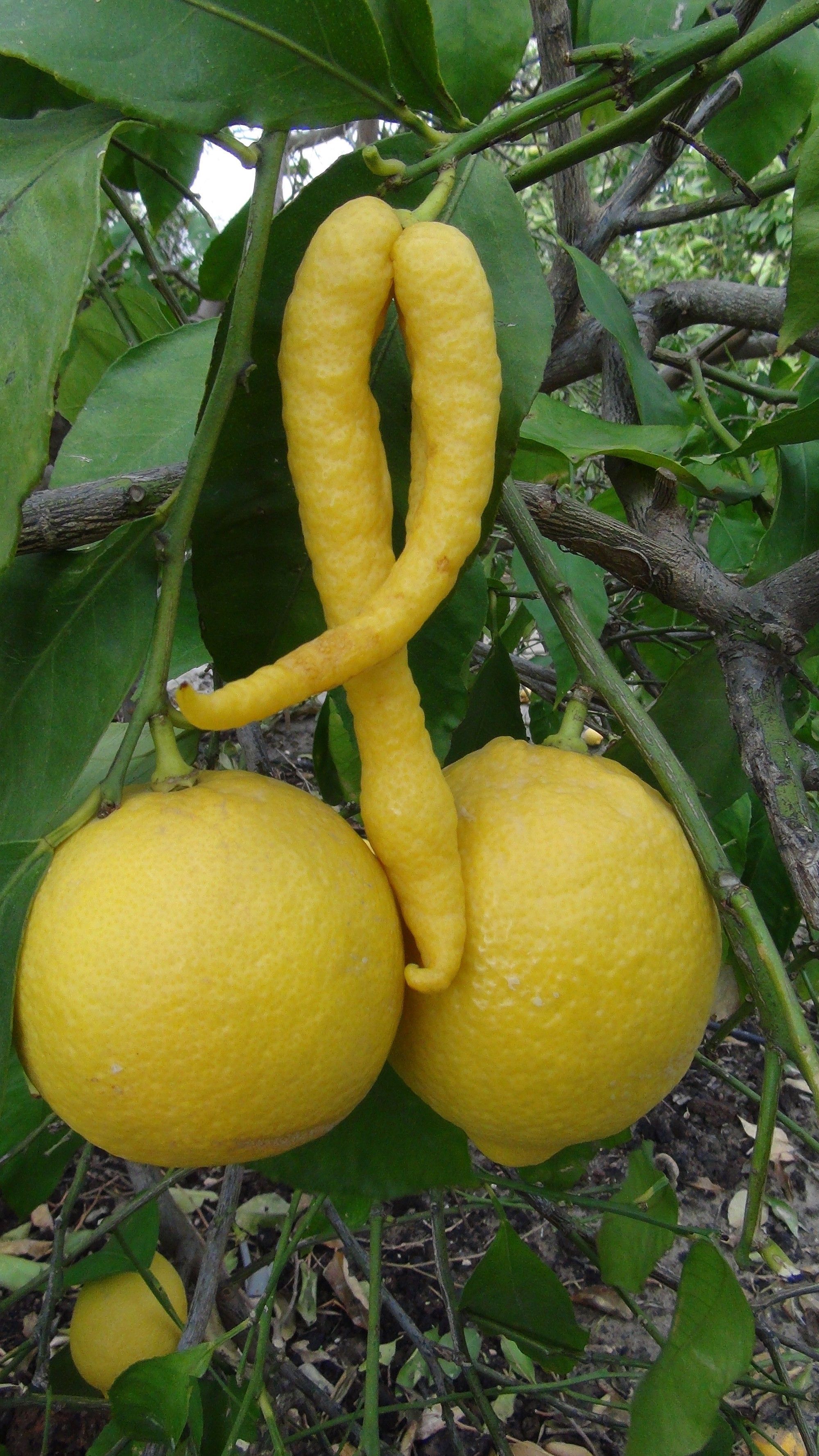 Как завязывается лимон фото
