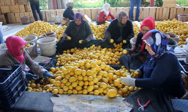 Normalde kasm aynda balayp ocak ay sonuna kadar hasadn tamamlandn hatrlatan ahin, 'Bu yl ise rn zamannda hasat edilemedi. iftilerimiz ubat aynn sonuna yaklalmasna ramen halen limon kesimi yapyor.' ifadelerini kulland.   