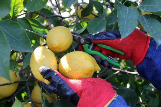 Erdemli Ziraat Odas Bakan Rasim ahin, yapt aklamada, ar yamur nedeniyle bu yl limon hasadnn geciktiini syledi.   