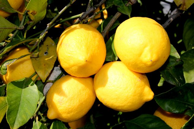 'GRD MALYETLER KARILANAMIYOR'   <BR><BR>  ahin, limonun kilogramnn u an dalnda 80 kuru ile 1 lira 20 kuru arasnda satldn, bunun reticilerin girdi maliyetlerini karlamadn da aktararak, unlar kaydetti: 