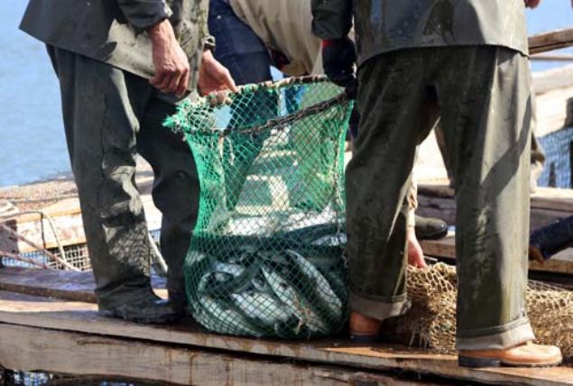 Yall, tesislerinde hazrladklar balk yumurtalarn tlm ve  kurutulmu olarak yurt ii pazarna da sunduklarn dile getirdi.    