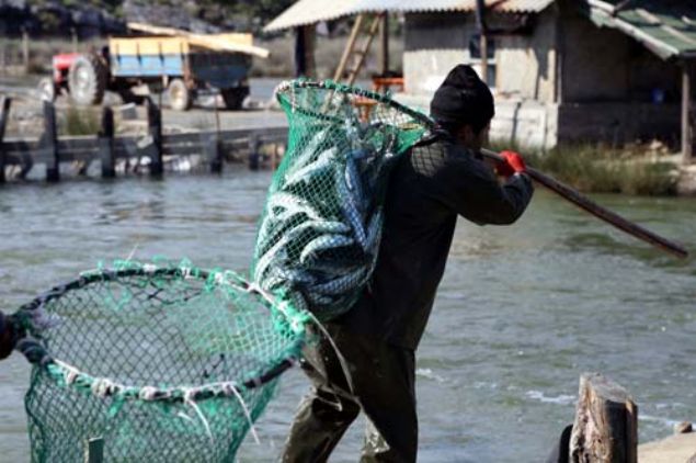 Protein ve vitamin bileimi asndan son derece zengin olan balk  yumurtasn yurt iinde de  ambalajlayarak tketicilere ulatrmaya  baladklarn anlatan Yall, zellikle blgede bunun youn ilgi grdn dile  getirdi.    