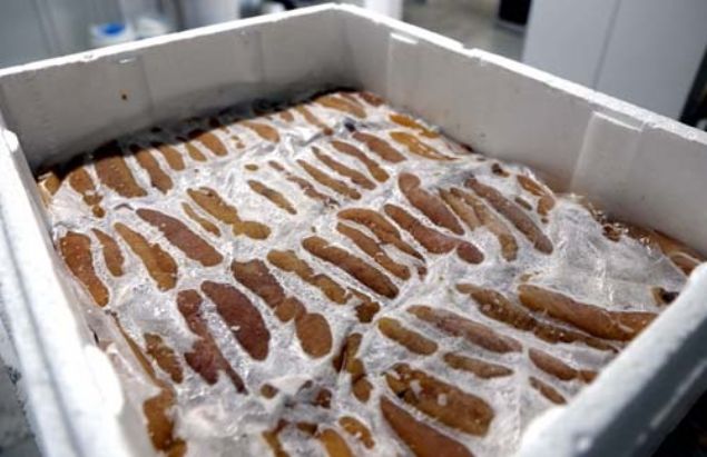 Dalyan Kanal'nda retilen kefal, Dalyan Su rnleri Kooperatifi  (DALKO) entegre tesislerinde eitli ilemlerden geirildikten sonra yumurtalar  alnyor. Tel tezgahlarda kurutulan balk yumurtalar tuzlanp, kurutulup,  mumlandktan sonra paketlenerek talya ve Amerikaya ihra ediliyor.    