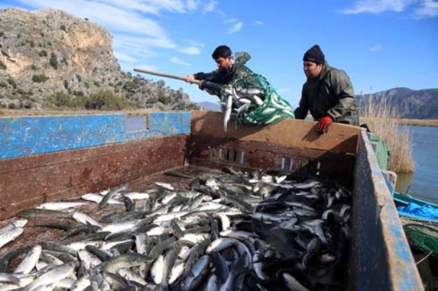 Kurutulan balk yumurtalarnn bir ksm da makarna bata olmak zere  eitli yemeklerin zerine ekilerek kullanlmas amacyla tokmaklarla ezildikten  sonra elekten geirilerek toz haline getiriliyor.    