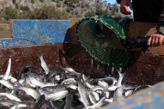Geen yl 600 bin ton kefal bal retimi yaptklarn, bundan 15 bin  ton mumlu ve mumsuz balk yumurtas hazrladklarn belirten Yall, ihracata  gnderdiklerini rn artrmak iin aba gsterdiklerini kaydetti.    