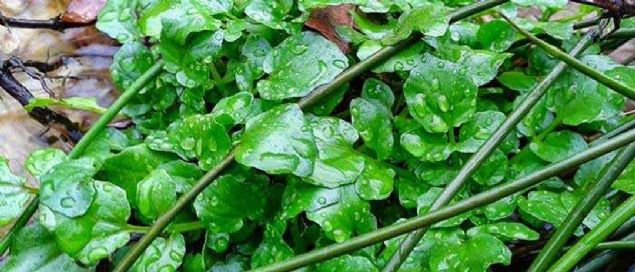 8. SU TERES  <br><br>  11 kalori (100 g) Besin puan: 68  Akar su boylarnda yetien bu bitki mineral eksikliini gidermede kullanlr. 