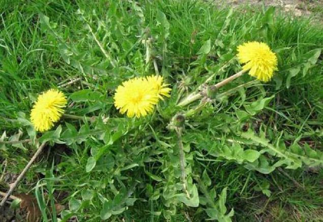 1. KARAHNDBA YAPRAI  <br><br>  45 kalori (100 g) Besin puan: 64  Karahindiba yapra A ve C vitaminleri ile kalsiyum bakmndan zengindir. 