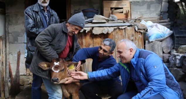 zkan, 'Buza doduunda bizim ocuklar fark etti alnnda ayyldz anmsatan ekil olduunu. Sonra veteriner geldiinde fotorafn ekti, bunun ardndan merak edenler buzay grmek iin gelmeye baladlar. Danamz biraz medyatik, fakat benim sevgim baka, btn yavrular ok sevilir' dedi. 