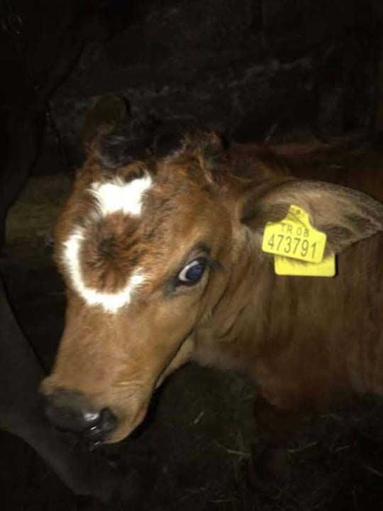 Artvinin Ardanu ilesinde, hayvanclkla uraan Gke zkan (64) isimli iftiye ait yeni doan buza alnnda Trk bayra simgesi olan ay yldz anmsatan ekille dodu.  