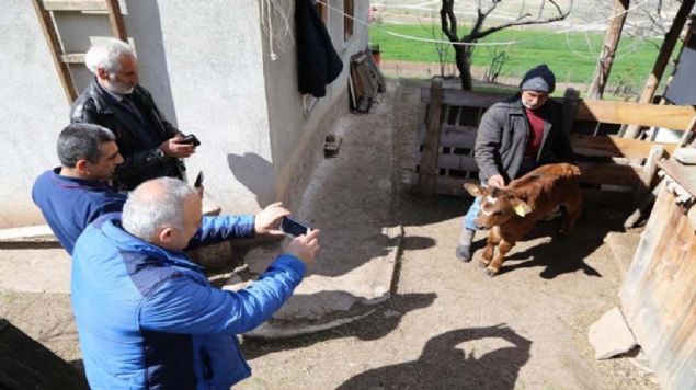 Gke zkan, 'Knal' ismini verdikleri erkek buzay grmek isteyenlerin ahrlarna geldiini syledi. 