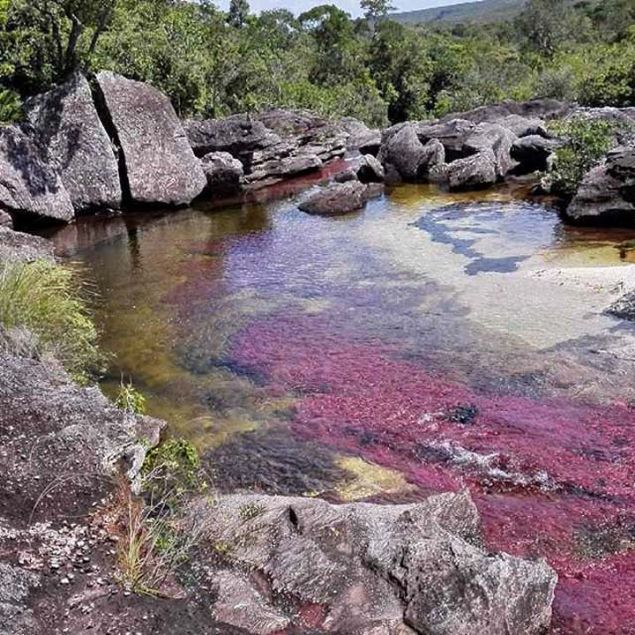 Yamur sezonu baladnda su seviyesinin ykselmesinin ardndan nehir zeminine yeterli miktarda gne nn ulamasyla birlikte bu nadir bitki mor, fuya, pembe, sar ve yeil renklerine brnyor. 