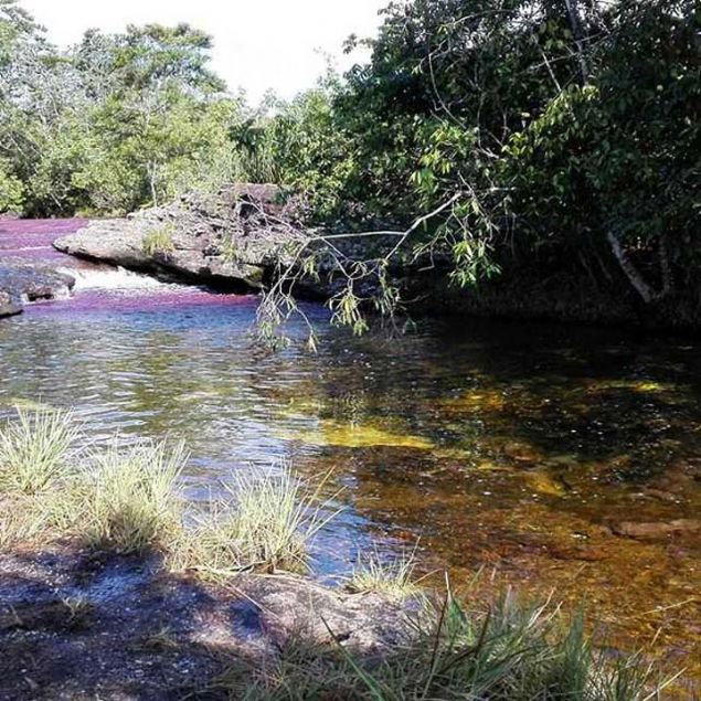 CANO CRISTALES: BE RENKL NEHR VEYA AKAN GKKUAI  <br><br>  Be renkli nehir ve Akan gkkua olarak da bilinen Cano Cristales, yerel inana gre, cennetten dnyaya akan su olarak anlyor. 