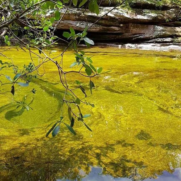 MACARENIA CLAVIGERA: NADR BULUNAN BR BTK  <br><br>  Cano Cristalesin kayalktan oluan nehir yatanda bulunan ve nadir bir bitki tr olan Macarenia Clavigera, ilk bata yumuak bir koyu yeil rengindedir. 