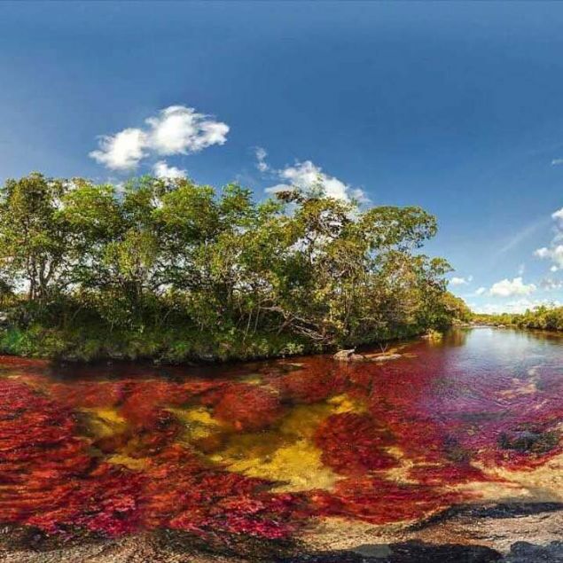 BTKNN YAAYABLD TEK YER: MNERAL ZENGN NEHR YATAI  <br><br>  Gezegenin en eski jeolojik yapsna sahip Gney Amerikadaki 1,7 milyar yllk kaya paras olan Guyana Kalkannn zirvesinde yer alan Cano Cristalese bu muhteem grnty veren Macarenia Clavigera bitkisi, yaamn srdrebilmek iin nehir yatandaki talara ihtiya duyuyor. 
