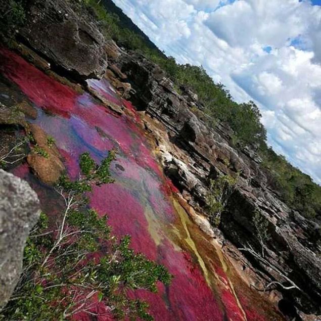 Bugn fosfor, demir, kuvars ve dier birok mineral bakmndan son derece zengin olan nehir yata, Macarenia Clavigera bitkisinin gezegende yaayabilecei en kusursuz ve tek noktann Cano Cristales olmasn salyor. 