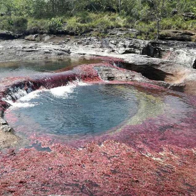 Macarenia Clavigera bitkisinin bymesi ve renk eitlilii yllk yamur miktar, scaklk ve gne na bal olarak deiiklik gsteriyor.   <br><br>  Bu yzden bir sene krmz hal ile kaplanan Cano Cristales, bir baka yl yeil ve sar parlaklklar sergileyebiliyor. 