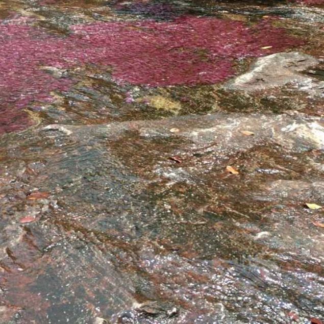 CANO CRISTALESE NASIL GDLR?  <br><br>  Bulunduu konum itibaryla ulamn son derece zor olduu Cano Cristalese giden yol, Kolombiyann vahi ormanlarnn iinden geiyor.   <br><br>  Yolculuk, Andes dalarnn ve Llanos vadilerinin kesiim noktasnda yer alan ve sert bir kovboy kltrnn yaand Villavicencio kentinden balyor. 