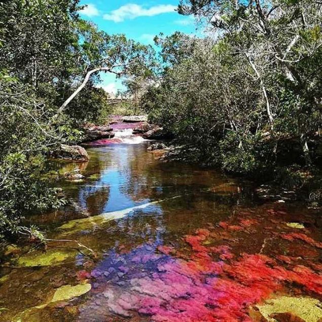 Andres Hurtado Garcia isimli bir Kolombiyal gazeteci, 1989 ylnda FARC kontrolnde bulunan ormana kamera ile girmeye cesaret etmiti.   <br><br>  syanc glerden kaarken bir kylnn evinde snd iddia edilen Garcia, uzun uralar sonucunda rengarenk nehre ulaabilmi ve bu nehri fotoraflamay baarmt. 