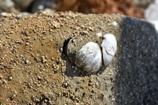 'Burann korunmas iin almalarmz yapacaz'  <br><br>  evre ve ehircilik Bakanl Tabiat Varlklarn Koruma ube Mdr ncel de fosillerin kayt altna alnmas iin gerekli almalar yapacaklarn belirterek, yle konutu: 