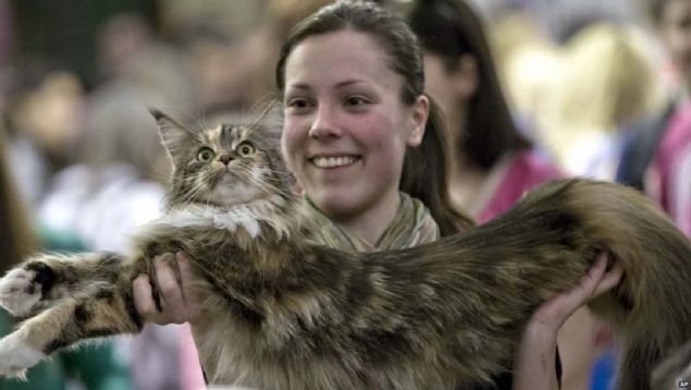 Safkan cins kediler, buradaki gzellik yarmasnda birinci olmak iin yaryor. 