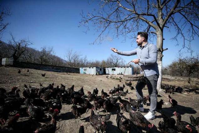iftliinde hayvanlarna klasik mzik dinlettiini belirten Adyaman, yle devam etti:  <br><br>  'Yumurta yemi kullanmyoruz, tavuklara doal besinler veriyoruz. Doal ortamda zgrce geziyorlar ve tavuklarma her gn Mozart dinletiyorum. Bu fikir de aklma okuduum bir haberden sonra geldi. 