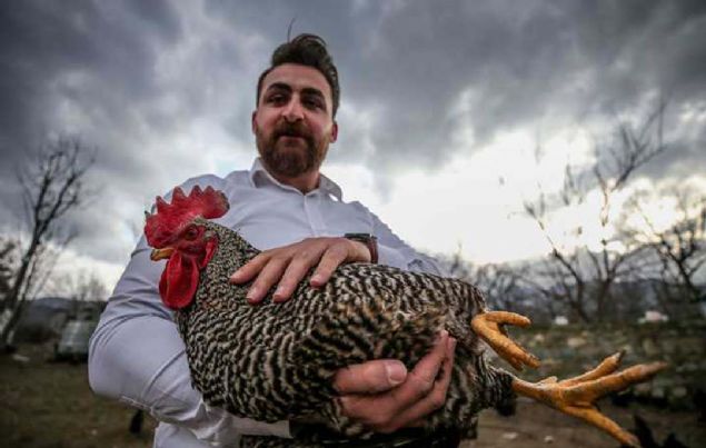 Doay ve hayvanlar ok sevdiini syleyen Adyaman, yle devam etti: 'Ne yapabilirim, diye dndm. Son zamanlarda her ey doalln yitirdi. Doallk araya girince benim aklma yumurta geldi. Sonra tavuklarmz temin ettik.   <br><br>  Arsamz ayarladk ve retime baladk. 'Tepkiler nasl olur' diye korkuyorduk ama insanlarn doala ynelmesi sayesinde bizim yumurtalarmz da tutuldu. u an ilerimiz iyi, vatandalar doal ortammz grd iin yumurtalarmza talep gsteriyor.' 