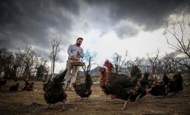 St ineklerine klasik mzik dinletildiini ve bunun st verimini ciddi anlamda artrdn okudum. Biraz aratrma sonrasnda ben de yapmaya karar verdim. 'Tavuklarda da ie yarar m acaba' diye dndm. Sonuta mzik ruhun gdasdr. 