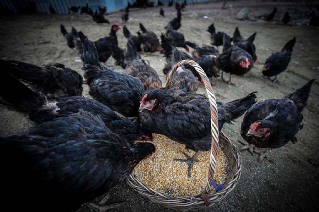 Adyaman, iftlikte yaklak bin 200 tavuk olduunu belirterek, 'Gnde 800-900 yumurta alyoruz. Akas bu da bize yetmiyor nk talep ok. Taleplere yetiebilmek iin yakn zamanda kapasitemizi artrmay dnyoruz.' ifadelerini kulland. 