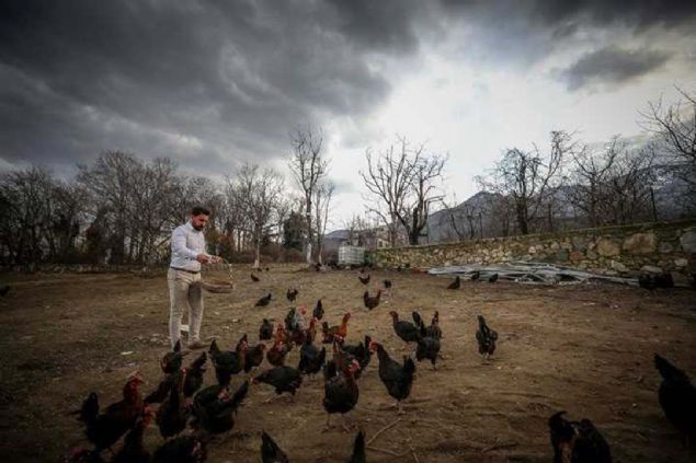 Tavuklar akamlar tneklere kyor ve ksk bir k veriyoruz. Gn iinde ok fazla gezdikleri iin dinlenmeleri gerekiyor.  <br><br>  Akamlar bata Mozart olmak zere yaklak 2 saat klasik mzik dinletiyoruz. Gneli gnlerde darda yemlerken de klasik mzik ayoruz. Tavuklar sabah yumurtluyor ve mzik dinledikleri daha salkl, verimli yumurtladklarn dnyorum.' 