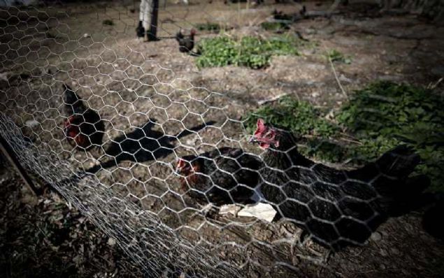 Oan, mziin bldrcnlarda yumurta verimi, canl arlk art, yemden yararlanma gibi parametreleri olumlu ynde etkilediini bildiren daha fazla bilimsel kaynak bulunduunu vurgulayarak, 'Genel olarak iftlik hayvanlarnda verimler hava scakl, nem, besleme, yem kalitesi, bakc, ya, rk gibi pek ok faktrden etkilenmektedir. 