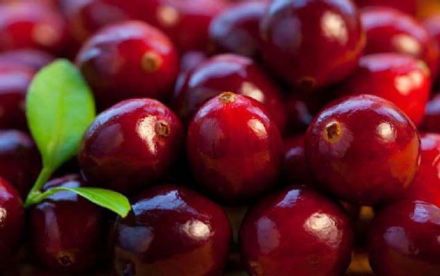 Turna yemileri olgunlatklar zaman top gibi zplayabilirler. iftiler ve tketicilerin rahatlkla kullanabilecei bir olgunluk testidir bu. Zplamayan turna yemii henz yenecek kvama gelmemi demektir. 