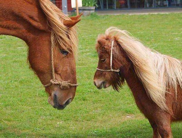 Yaayan ilk atlarn boyutlar siyam kedileri kadard ki bunlar yaayan en kk atlard...   