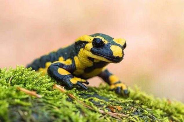 Kurbaalar ve semenderler, derileri yoluyla nefes alabilirler.   