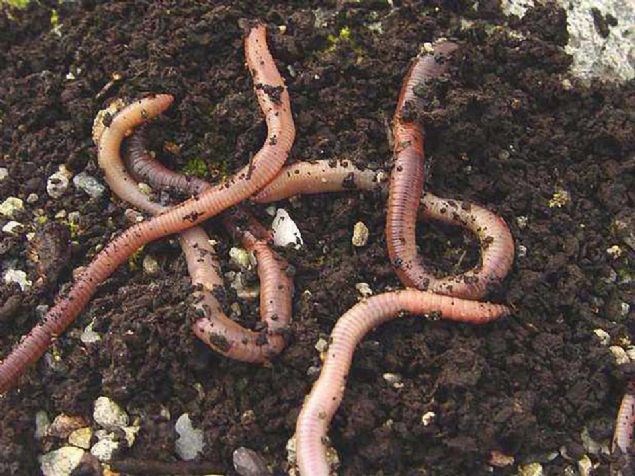 Solucanlar her gn kendi arlklar kadar yemek yerler.  