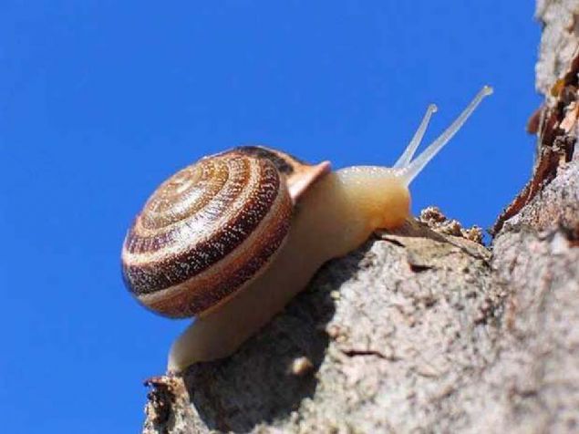 Bir salyangozun dnyann etrafnda dnmesi 4.575 yl srer.  