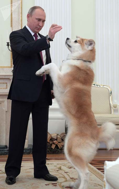 Vladimir Putin ve Japonya liderinin kendisine hediye etti�i Yume isimli Akita cinsi k�pek. 
