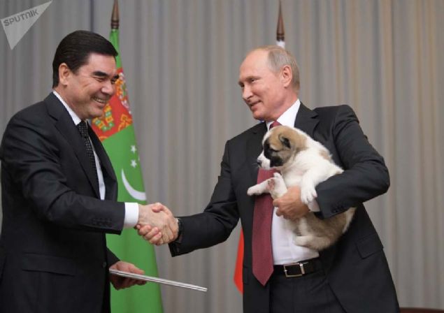 T�rkmenistan lideri Gurbanguli Berdimuhammedov'dan Rusya Devlet Ba�kan� Vladimir Putin'e do�umg�n� hediyesi olarak verilen Sad�k isimli alabay cinsi �oban k�pe�i. 