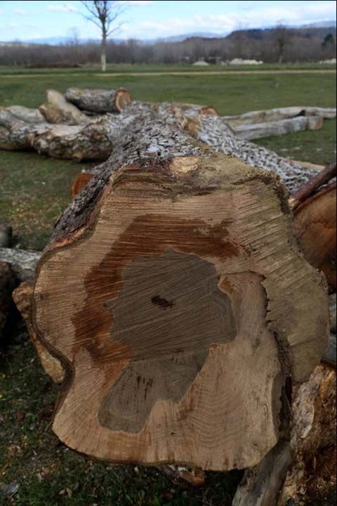 Osman Balta, Kastamonu b�lgesinde bulunan �retimden d��en a�a�lar� kesip Bursa'daki bir firmaya g�nderdi�ini, firman�n da a�a�lar� mobilya yap�m�nda kulland���n� belirtti. 