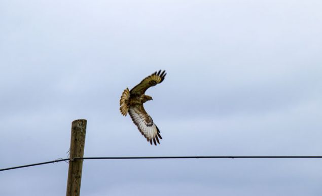                                                                 Gler esnasnda ana g yollarnn yan sra tali g gzergahlarnn da olutuunu kaydeden Karaka, 'Gler esnasnda yan yollar oluuyor. Bunlar da blgemizden geiyor ve pek ok gmen ku tr tarafndan kullanlyor. Sz konusu kularn, g yolunda Dicle-Frat nehir sistemlerini bir iaret olarak kullandklarn dnyoruz. Yrtc kularmzdan ahinler, atmacagiller familyasnda olup bu g gzergahn kullanan trlerden biridir. ahinler genellikle kalabalk gruplar halinde g ederler. Grdmz kalabalk gruplarn byk ounluu, kuzey enlemlere g etmek iin blgeyi kullanrlar.' diye konutu.                                                         
