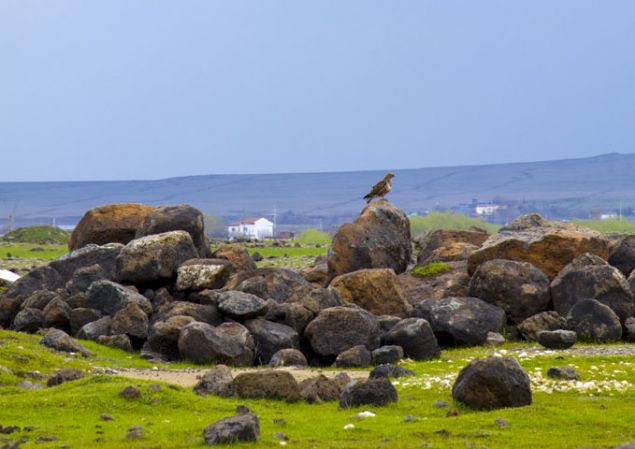                                                                 Son gnlerde youn olarak Diyarbakr'n Ergani, Dicle, Eil ilelerinin yan sra merkezde de Hevsel Baheleri ve Dicle niversitesi yerlekesi civarnda da ahinlerin grldn aktaran Karaka, yaam yerlerinin, genelde tarm alanlarna yakn ormanlk blgeler olduunu belirtti.                                                         
